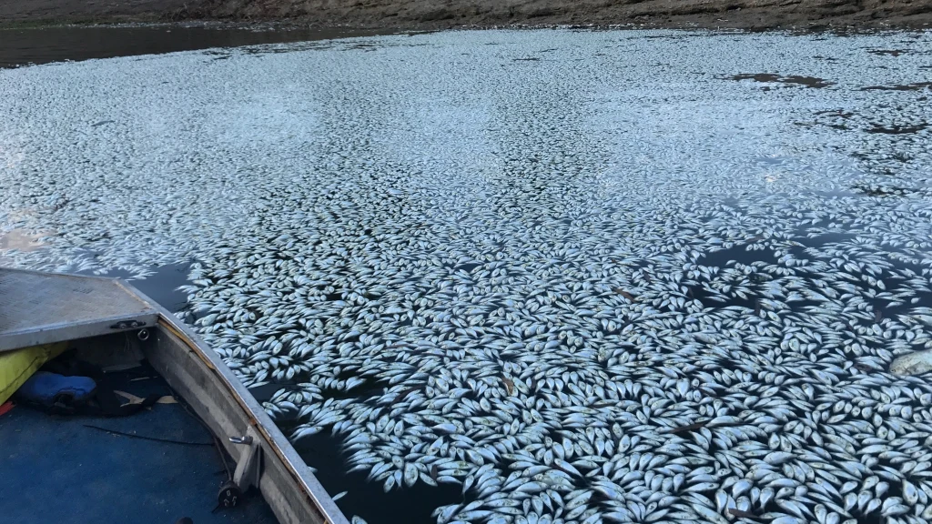 Fish deaths along Menindee Lakes, taken 29th January 2019